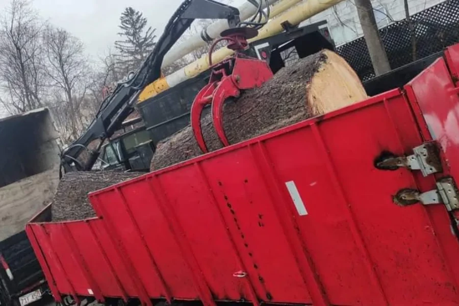 Professional Tree Company in Worcester, MA Professional Tree Company in Worcester, MA